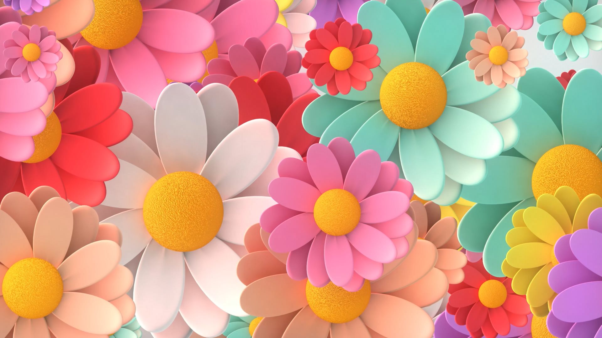 Video of colorful daisies turning
