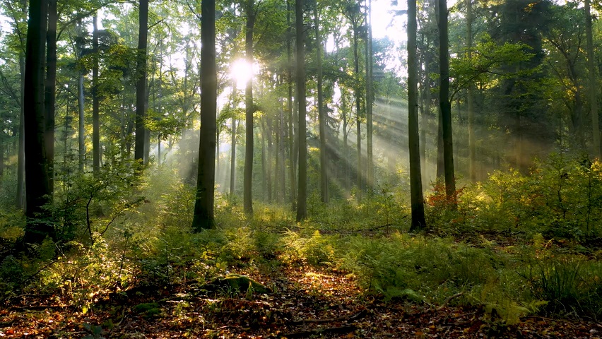 Video of forest trees with the sun shining through