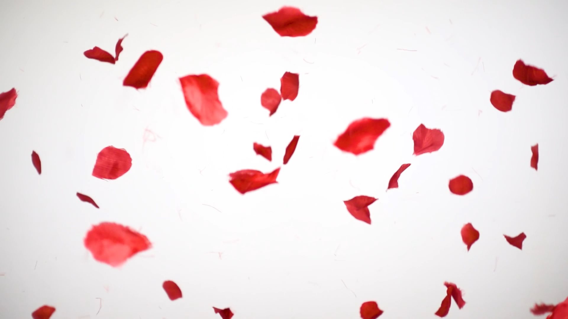 Video of red rose petals being thrown up and flying through the air