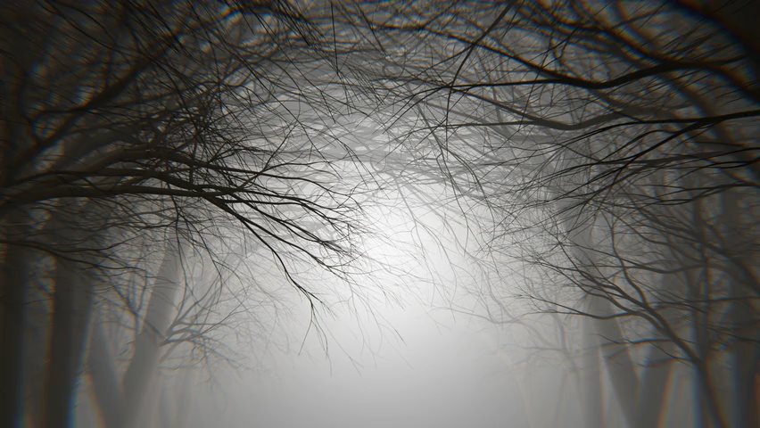 Video von nackten Bäumen im Nebel