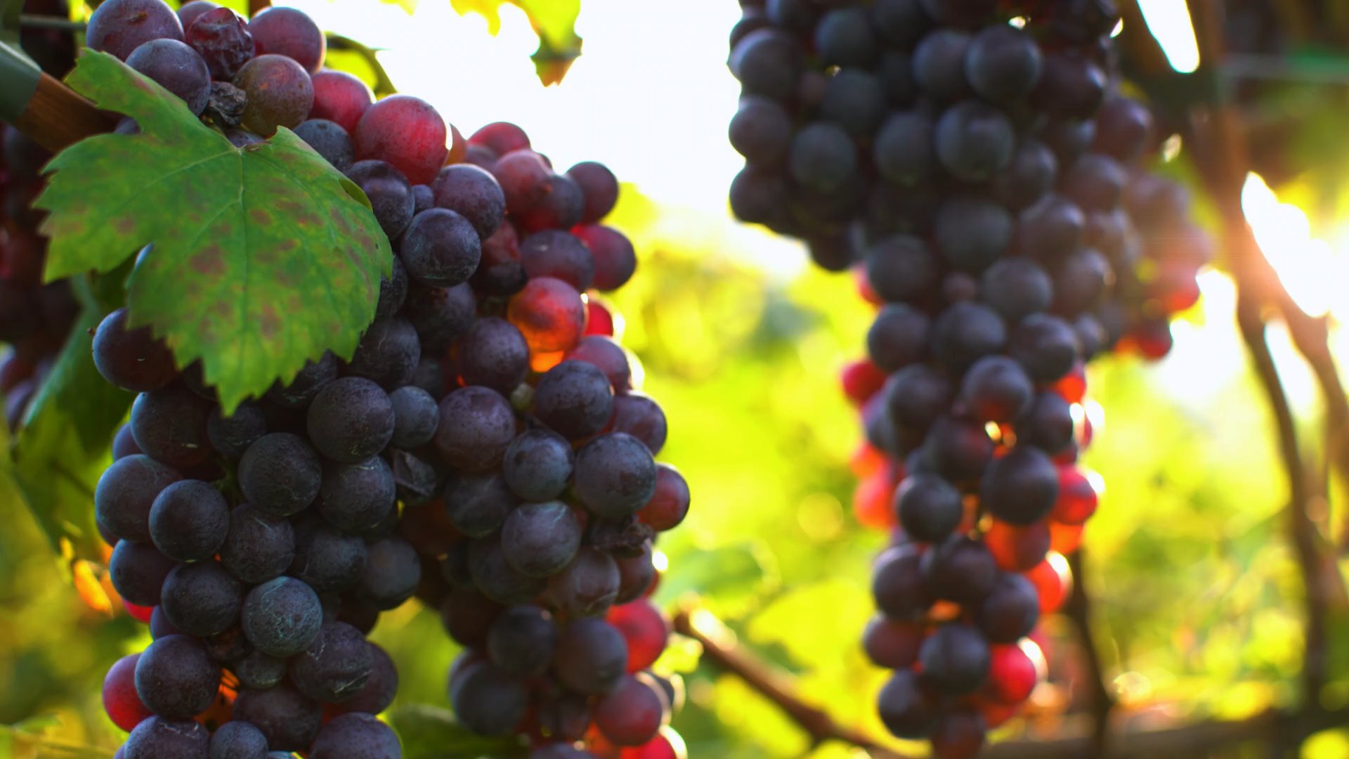 Video of beautiful wine grapes