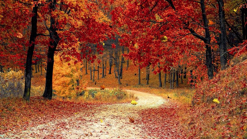 Video des Waldes im Herbst mit fallenden Blättern