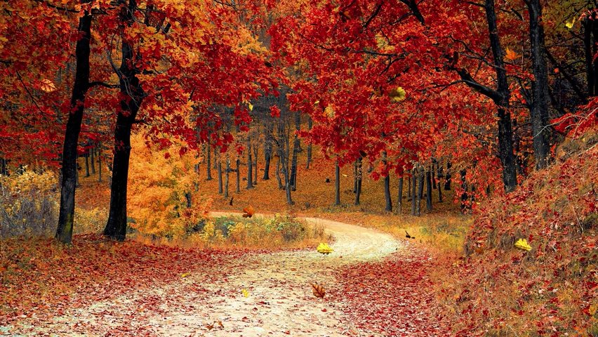 Video of authumn forrect with leaves falling