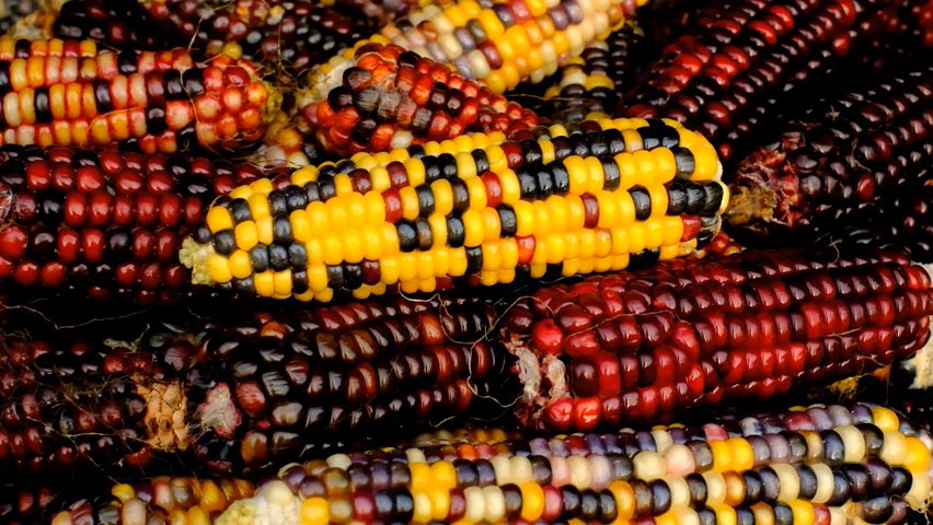 Video von Mais in Farben des Herbst