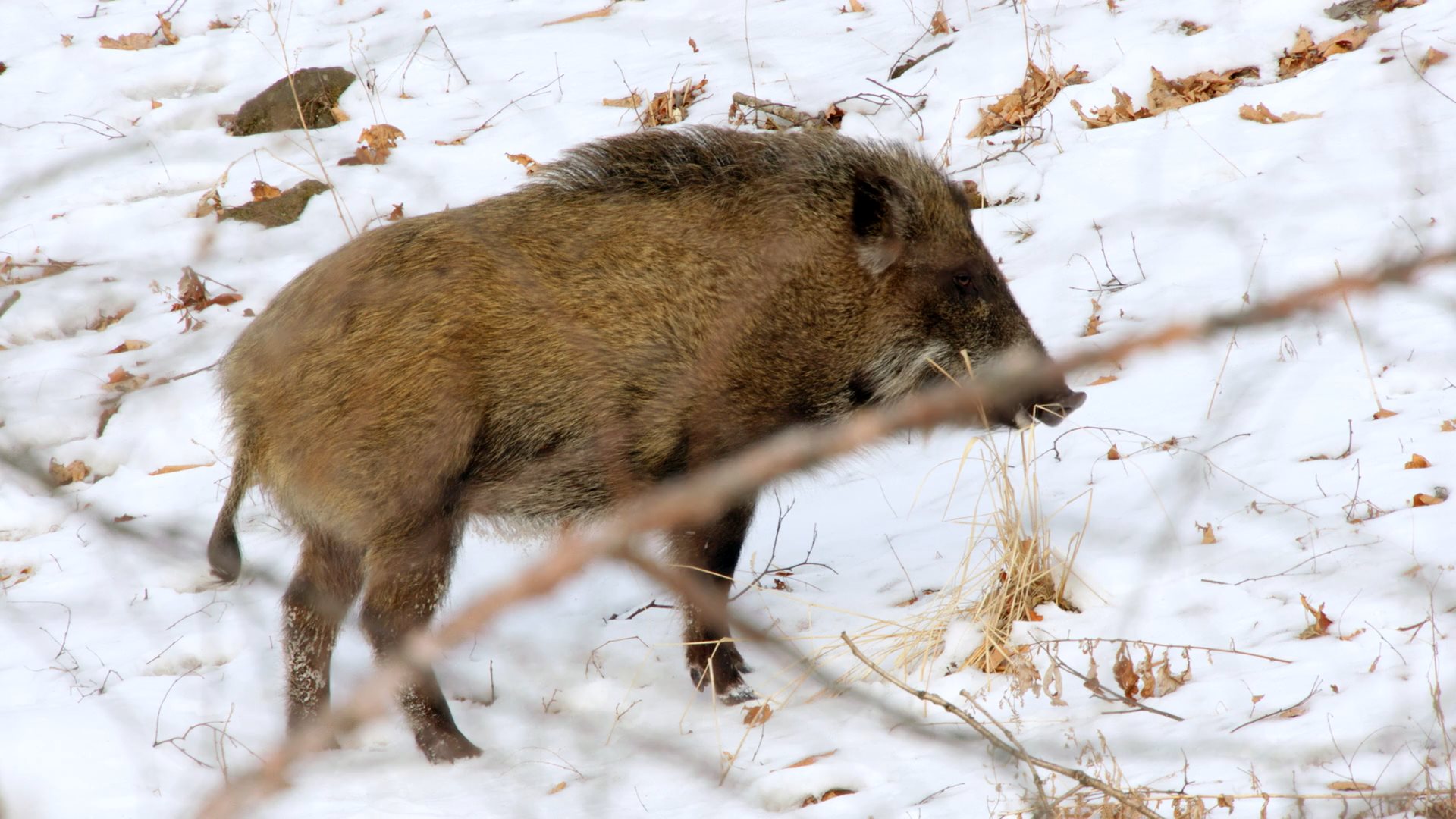 Video of wild boar moving in between snowy trees