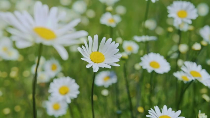 Video of chamomile field blowing in the wind