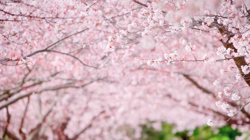 Video of Cherry tree blossoms