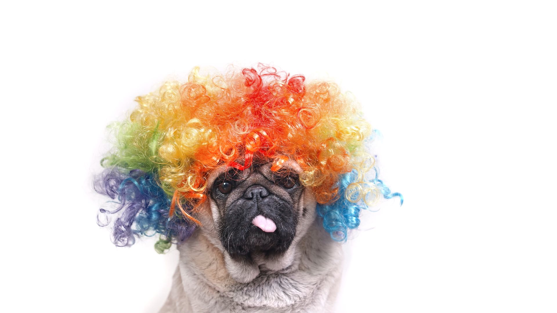 Video of a funny dog wearing a colorful wig