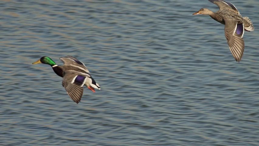Video of ducks flying