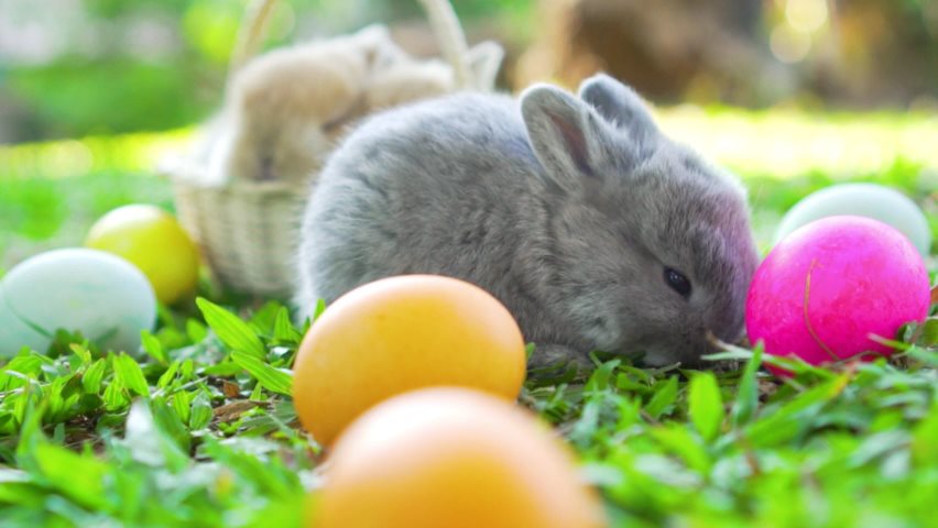 Video of Easter bunny with Easter eggs