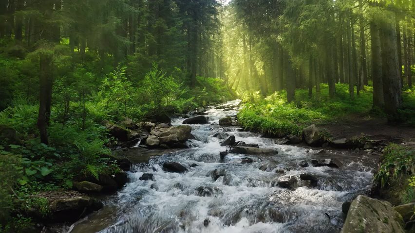 Videos eines fließenden Bachs im Wald