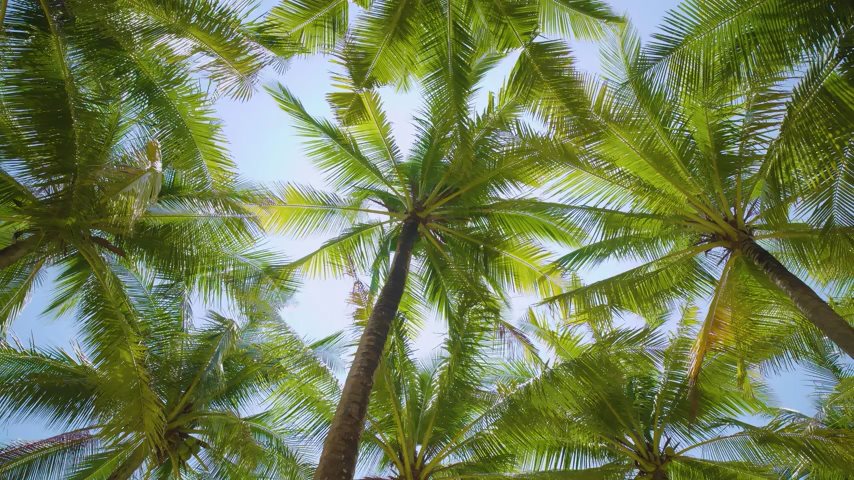 Video of Palm Trees blowing in the wind