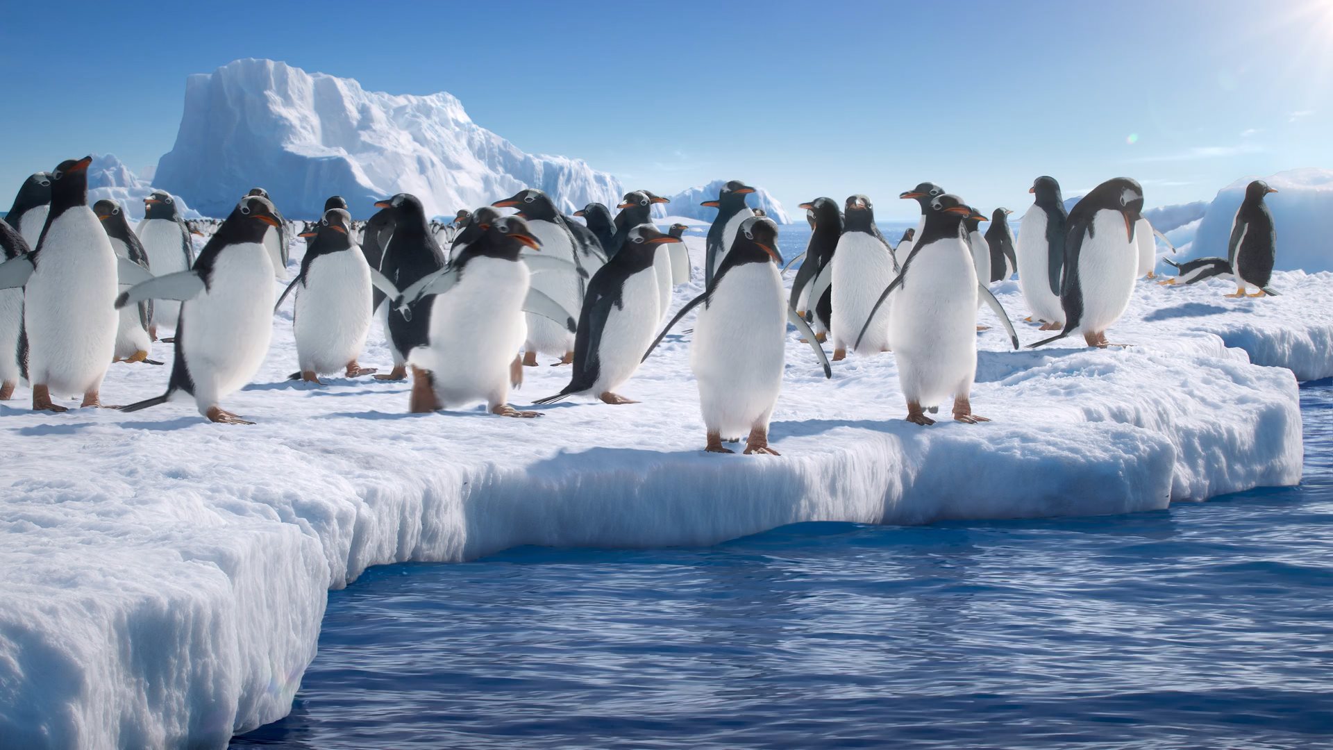 Video von tauchenden Pinguinen