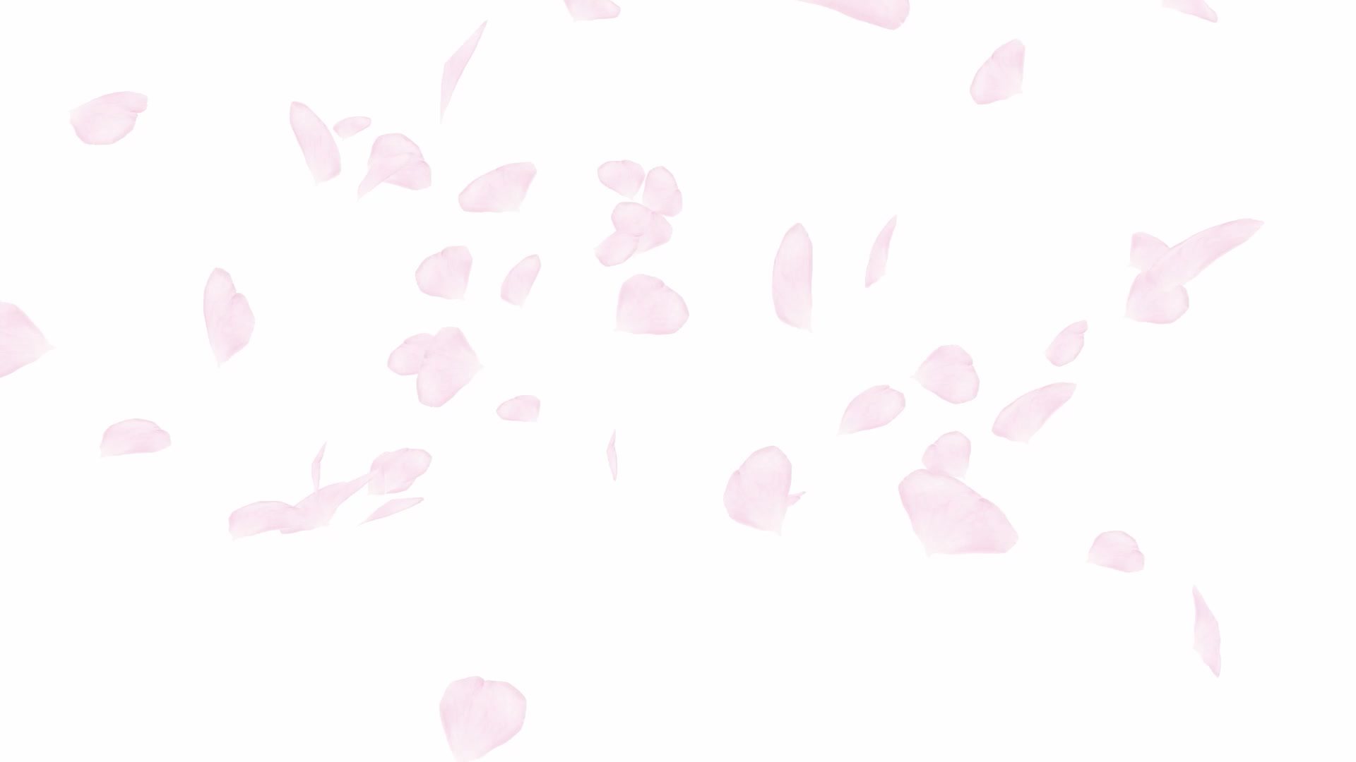 Video of pink rose petals rotating and slowly flying through the air