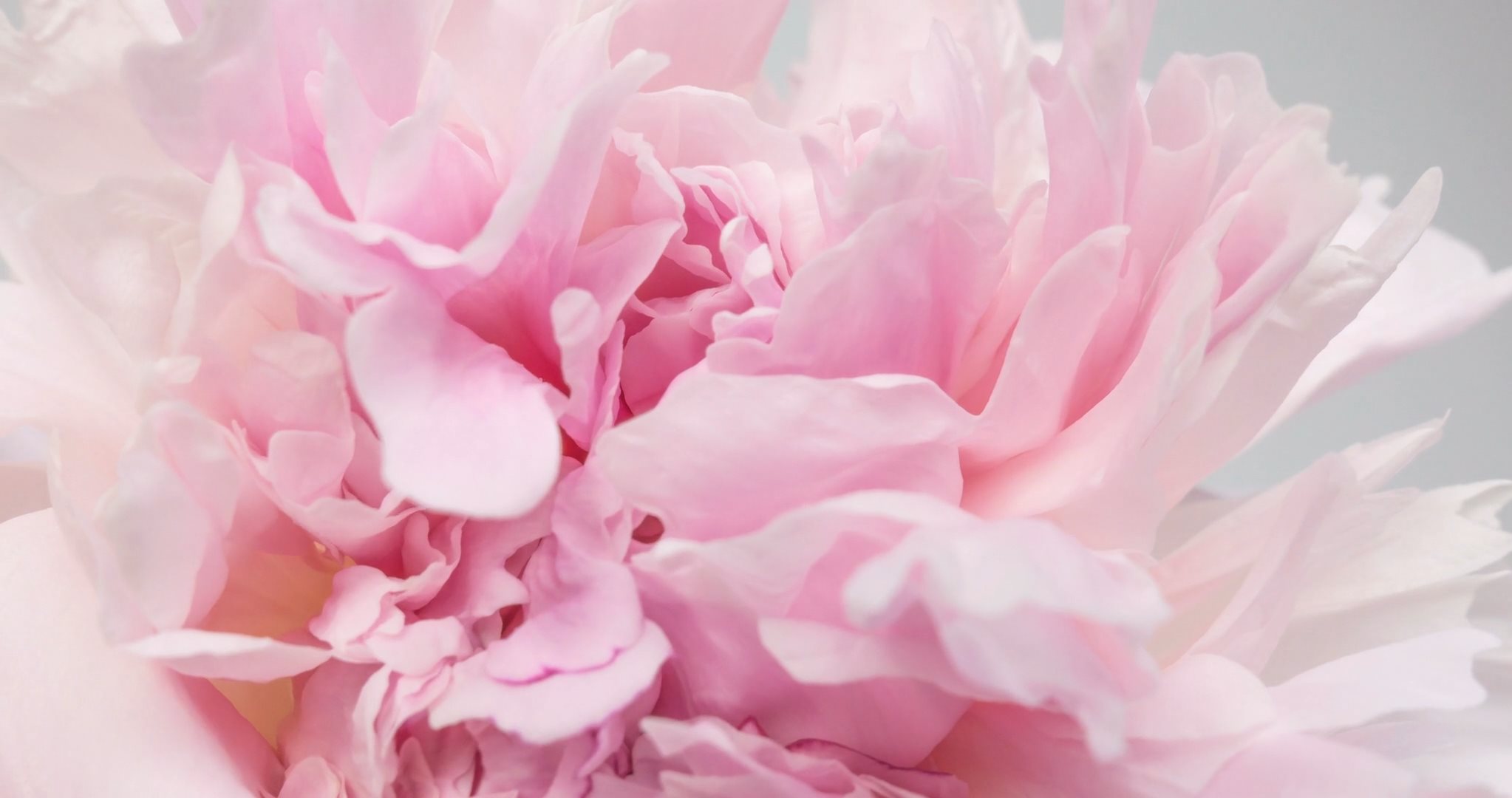 Video of a beautiful pink water rose opening