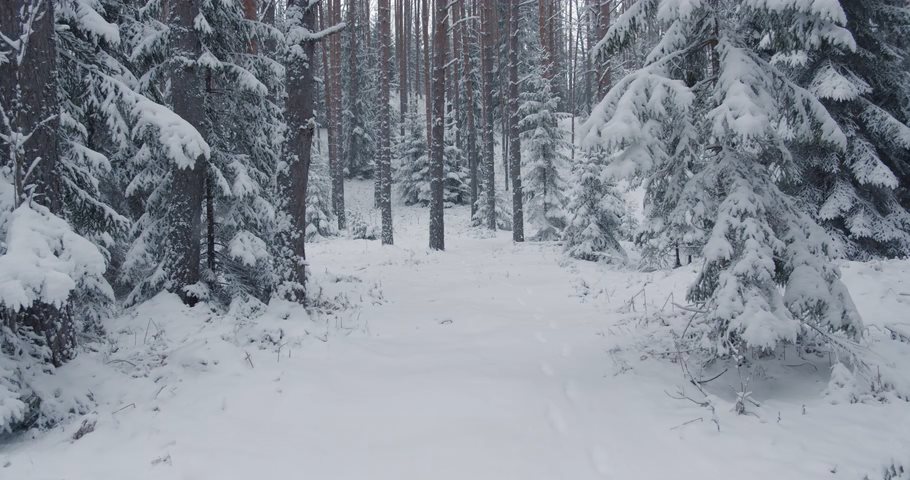 Video of trees full of snow