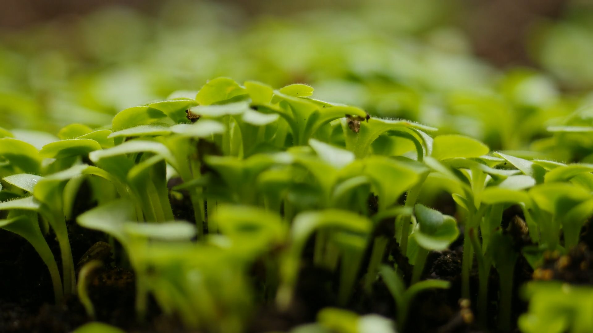 Video of plants growing out of the earth