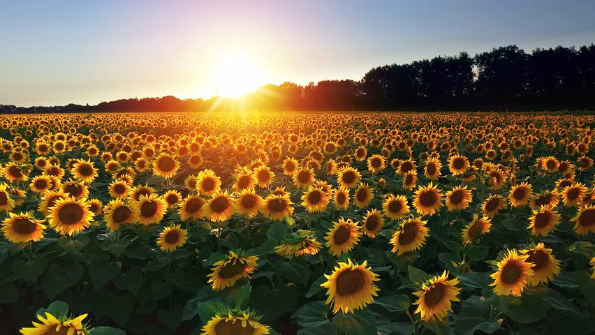 Video of a field of sun flowers