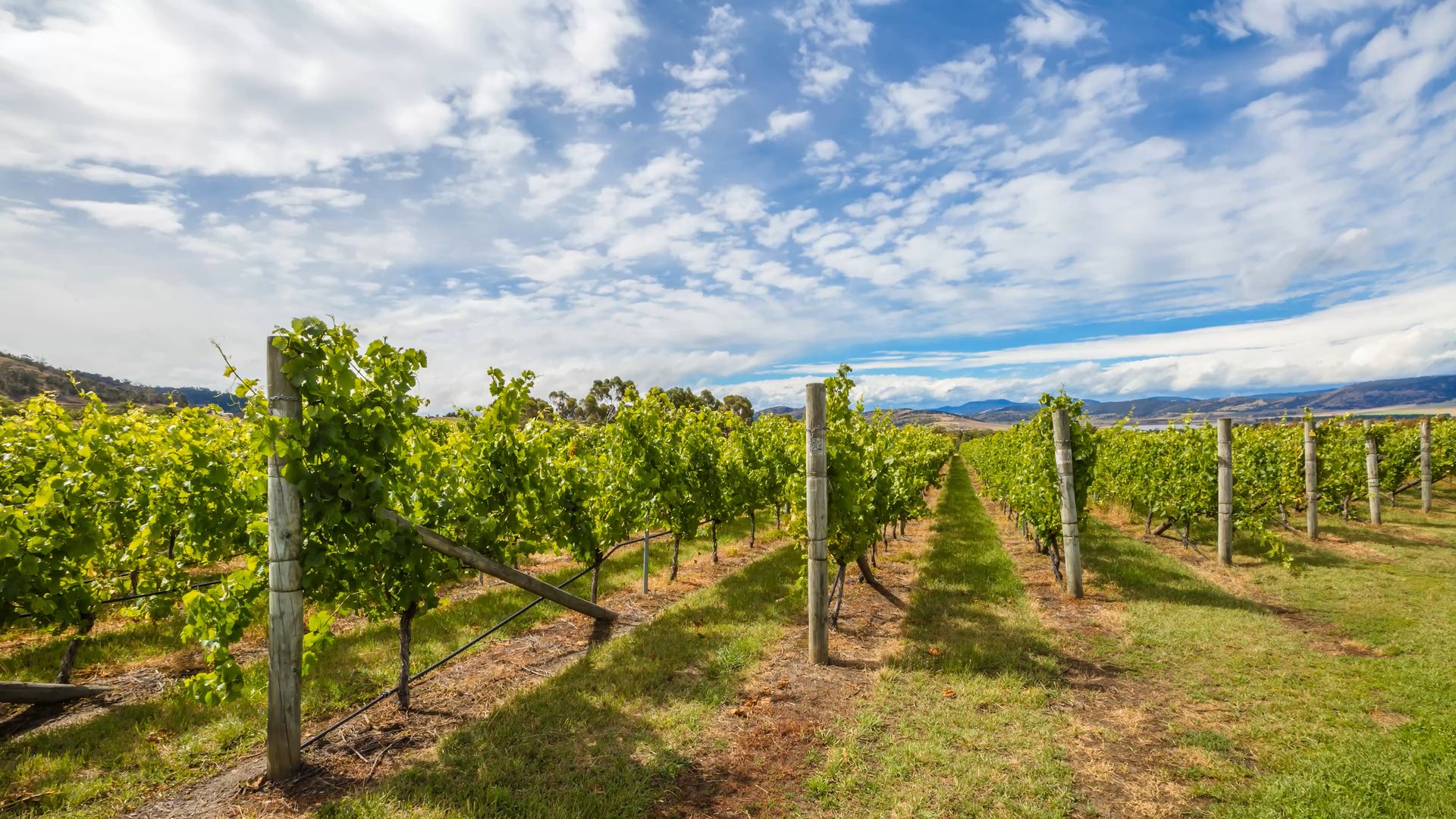 Video vom Weinberg mit blauem Himmel und fliegenden Wolken