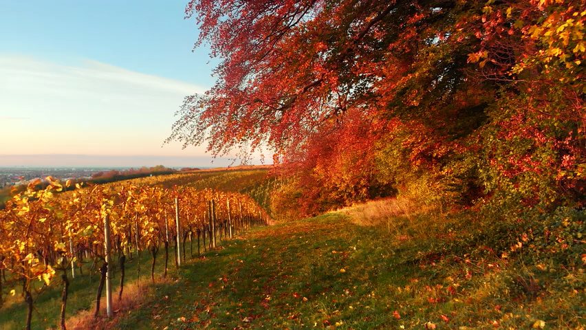 Video of a vineyard in Fall colors